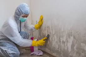 Chisago City, MN Mold Removal & Remediation Company